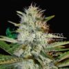Kilimanjaro WorldOfSeeds
