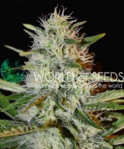 Kilimanjaro WorldOfSeeds