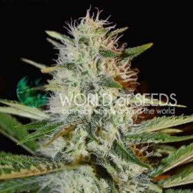 Kilimanjaro WorldOfSeeds