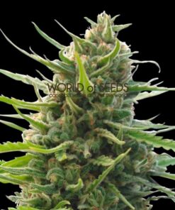 Kilimanjaro regular WorldOfSeeds
