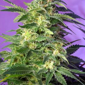 Killer Kush Auto Sweet Seeds