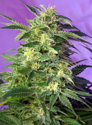 Killer Kush Auto Sweet Seeds