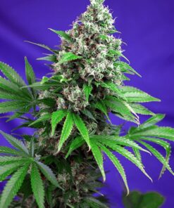 Killer Kush Fast Sweet Seeds