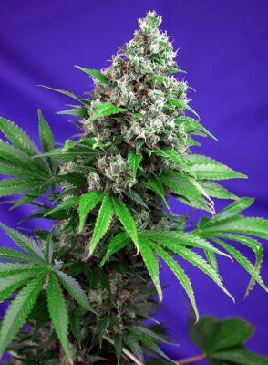 Killer Kush Fast Sweet Seeds