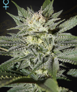 King's Kush CBD Green House Seeds