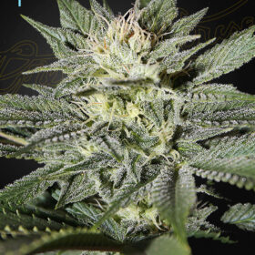 King's Kush CBD Green House Seeds