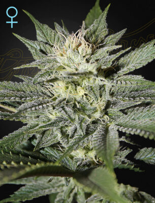 King's Kush CBD Green House Seeds