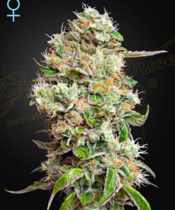 King's Kush CBD Auto Green House Seeds
