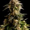 Kiss Kannabia Seeds