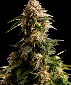 Kiss Kannabia Seeds