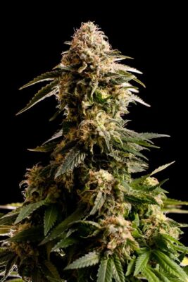 Kiss Kannabia Seeds