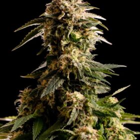 Kiss Kannabia Seeds