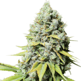 Kosher Haze SuperSativaSeedClub