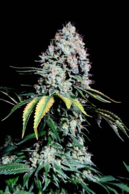 Kosher Haze regular SuperSativaSeedClub