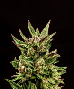 Kritic Auto Kannabia Seeds