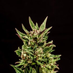 Kritic Auto Kannabia Seeds