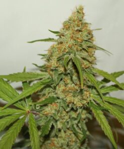 Kush CBD Dutch Passion Seeds