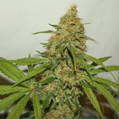 Kush CBD Dutch Passion Seeds