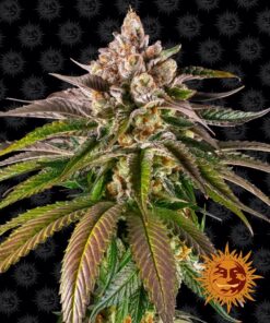 Kush Mintz Barneys Farm Seeds