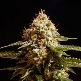 La Blanca Kannabia Seeds