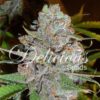 La Diva Auto Delicious Seeds