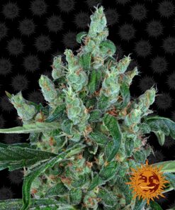 Laughing Buddha Barneys Farm Seeds