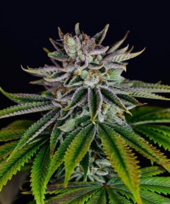 Lava Freeze SuperSativaSeedClub