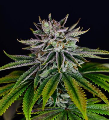 Lava Freeze SuperSativaSeedClub