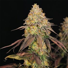 Legendary OG Punch Royal Queen Seeds