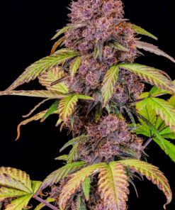 Lemon Cherry Cookies Auto Fast Buds Seeds