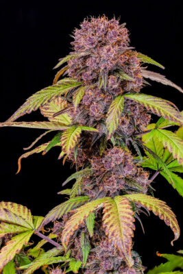 Lemon Cherry Cookies Auto Fast Buds Seeds
