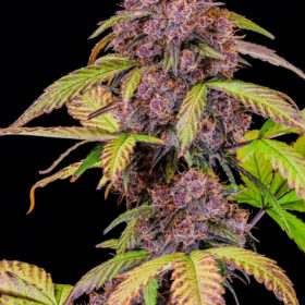 Lemon Cherry Cookies Auto Fast Buds Seeds