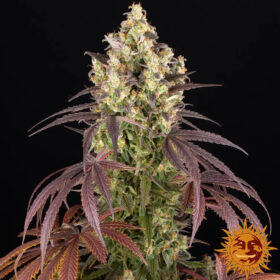 Lemon Cherry Gelato Barneys Farm Seeds