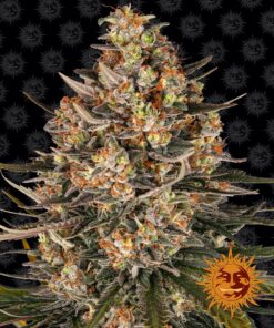 Lemon Drizzle Barneys Farm Seeds