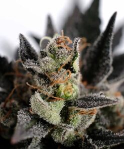Lemon Haze Auto — изображение 2