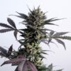 Lemon Haze Auto Kannabia Seeds