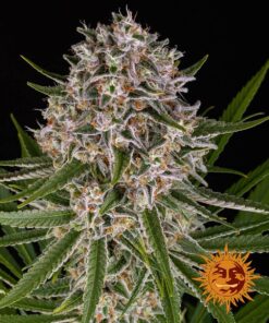 Lemon Haze Auto Barne's Farm Seeds
