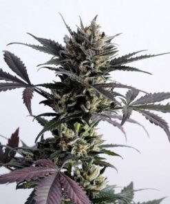 Lemon Haze Auto Kannabia Seeds