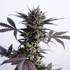 Lemon Haze Auto Kannabia Seeds