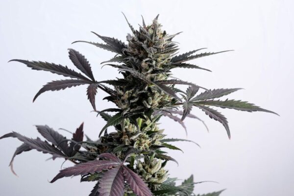 Lemon Haze Auto Kannabia Seeds
