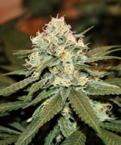 Lemon Shining Silver Haze Royal Queen Seeds