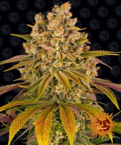Lemon Tree Barneys Farm Seeds