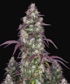 Lemon Pie Auto Fast Buds Seeds
