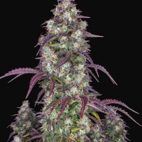 Lemon Pie Auto Fast Buds Seeds
