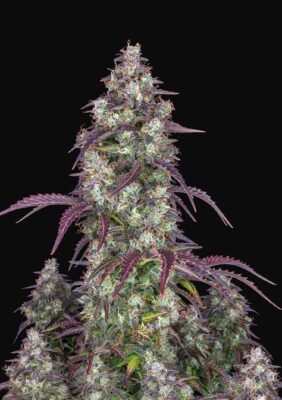Lemon Pie Auto Fast Buds Seeds