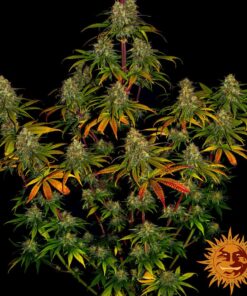 Liberty Haze — изображение 2