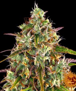 Liberty Haze — изображение 11