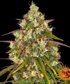 Liberty Haze — изображение 3