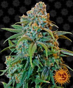 Liberty Haze Barneys Farm Seeds