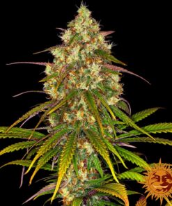 Liberty Haze — изображение 4